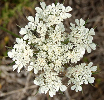 Wild Common Carrot 