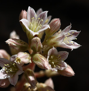 Lebanon Navelwort 