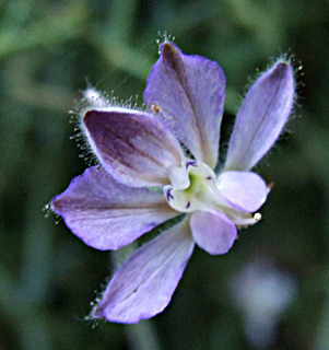 Larkspur  