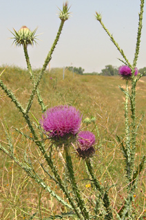 Thistle 