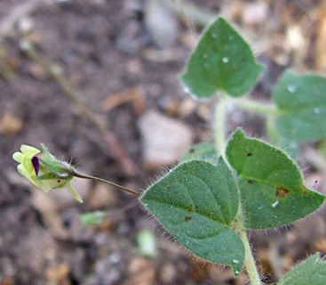 Roundleaf cancerwort 