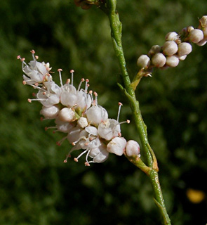  Jordan Tamarisk 