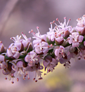 Desert tamarisk 