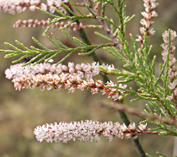 Small flower tamarisk 