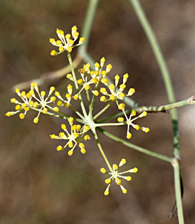 Common Fennel 