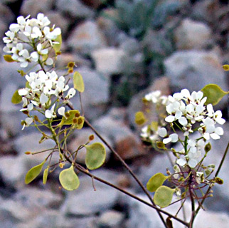 Peltaria angustifolia