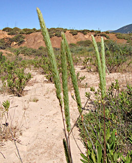 Phleum montanum