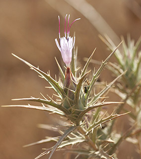 Carthamus tenuis