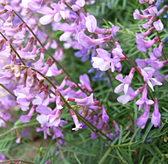 Bramble vetch, Tare 