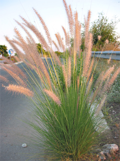 Pennisetum asperifolium