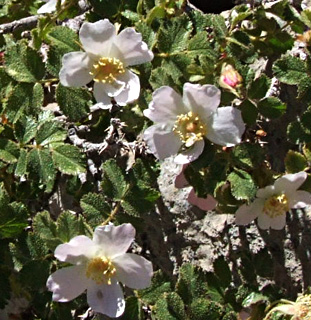 Rosa pulverulenta