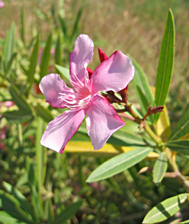 Oleander 