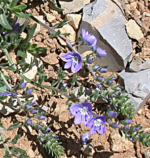 Veronica orientalis