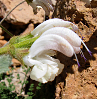 Mount Hermon Sage 