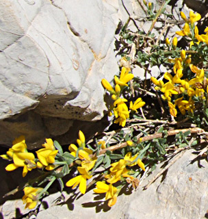 Genista libanotica