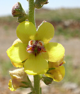 Damascus mullein 