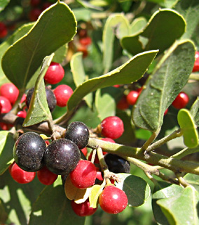 Alaternus,Barren privet,Italian buckthorn 