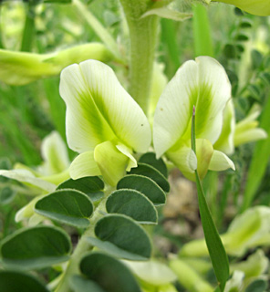 Aleppo milk-vetch 