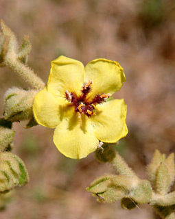 Common Desert Mullein 