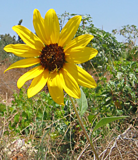 Common Sunflower 