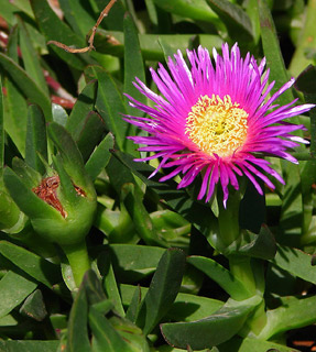 Hottentot Fig-marigold 