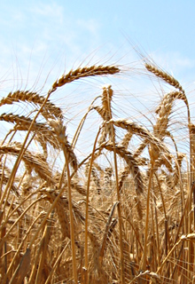 Common Wheat 