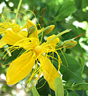 St. John's wort 