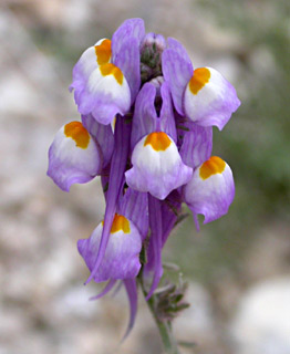 Linaria haelava