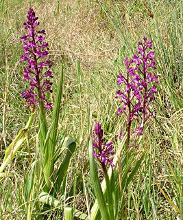 Loose-flowered Orchid, Green-winged צeadow םrchid 