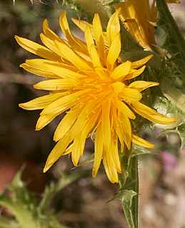 Spanish Golden-thistle 