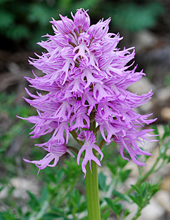 Naked Man Orchid 