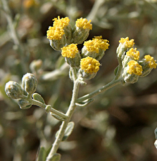 Achillea fragrantissima