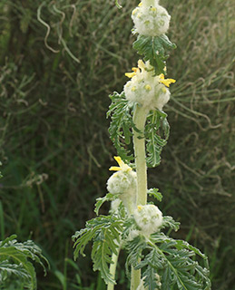 Eremostachys laciniata