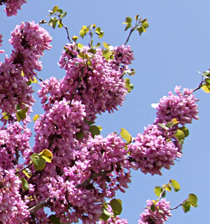 Judas Tree, Red Bud, Love Tree 