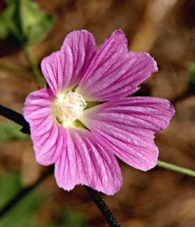 Malva punctata, annual tree mallow 