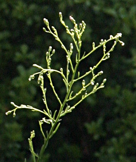 Horseweed, Cnadien Fleabane 