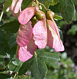 Acer monspessulanum