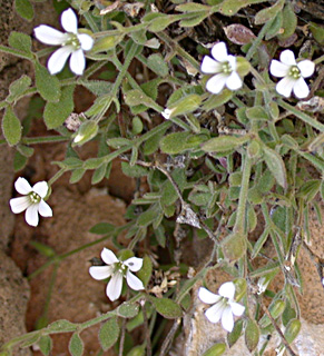 Sandwort  