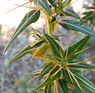 Daggerweed, Spiny Cocklebur 