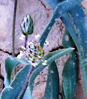 Clasping-leaved Plantain 