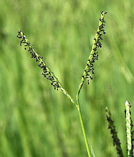 Joint Grass 