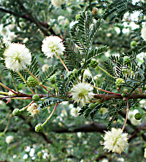 Twisted acacia 