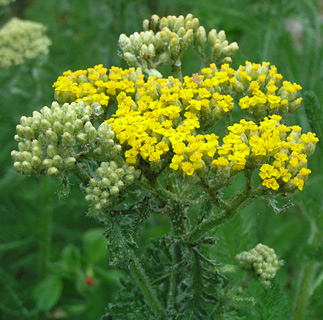 Yellow Milfoil 