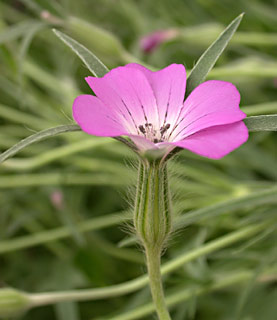 Corn Cockle 