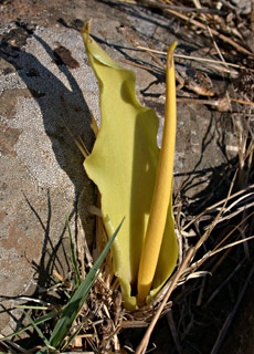 Yellow biarum 