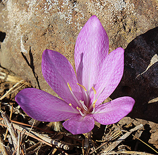 Feinbrun's Autumn Crocus 