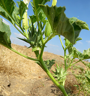 chinese thornapple 