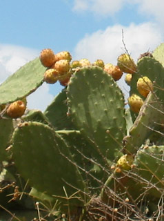 Prickly Pear 