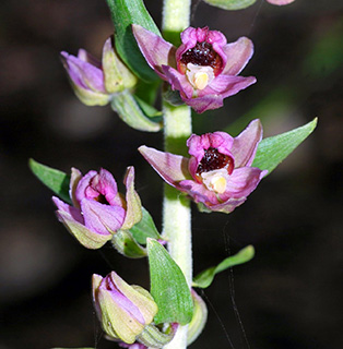 Viridiflora Epipactis 