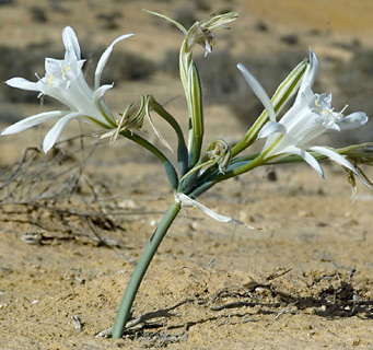 Desert Pancratium 